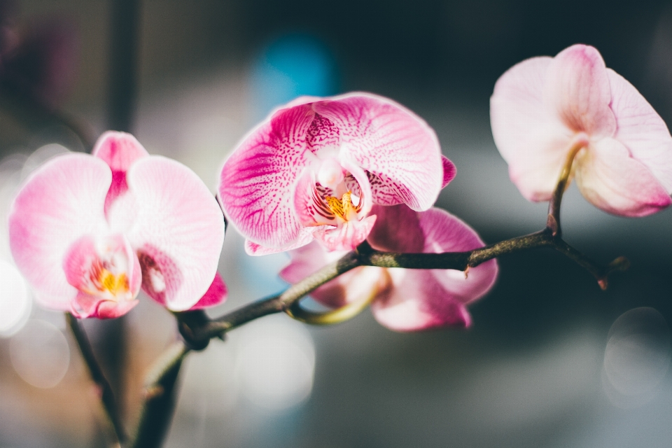 ブランチ 花 植物 幹