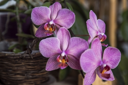 Plant flower purple petal Photo