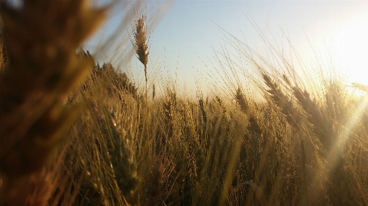 Landscape nature grass plant Photo