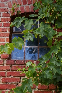 Tree nature architecture plant Photo