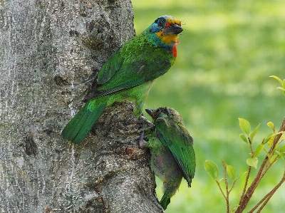 自然 ブランチ 鳥 野生動物 写真