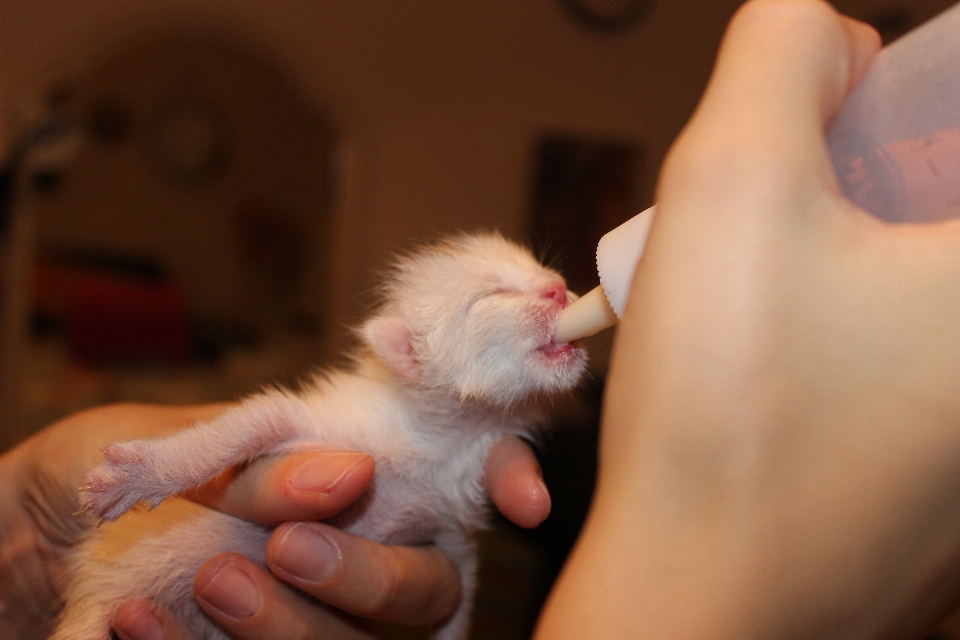 Hand puppy kitten cat