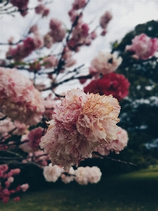 Nature branch blossom blur Photo