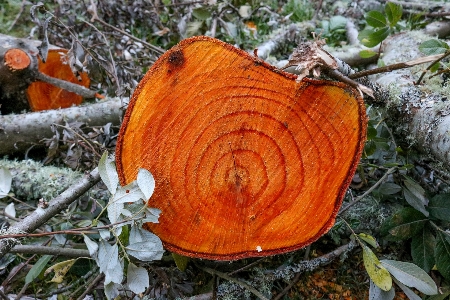 木 自然 森 成長 写真