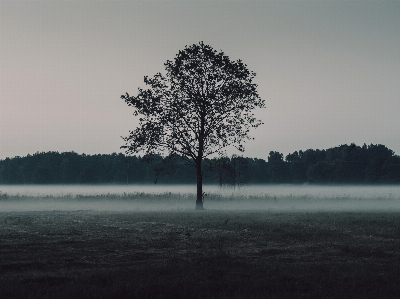 Landscape tree water nature Photo