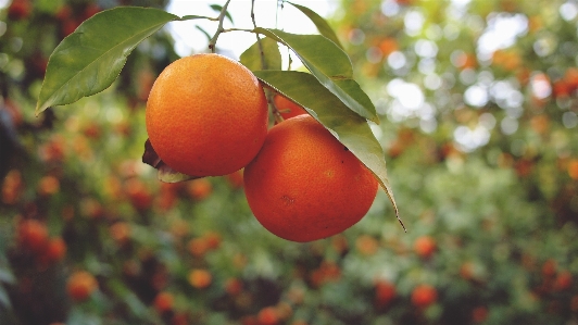 Tree branch plant fruit Photo