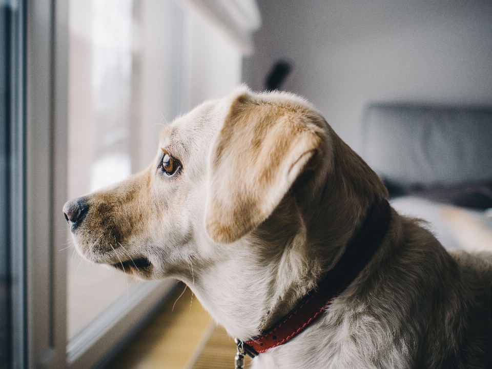 白 家 子犬 犬