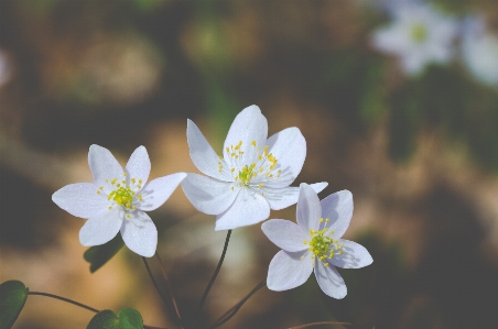 Nature branch blossom plant Photo