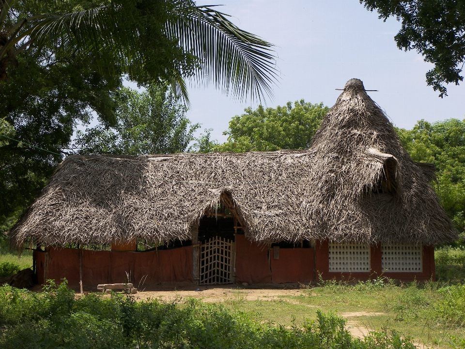 Costa árbol naturaleza bosque