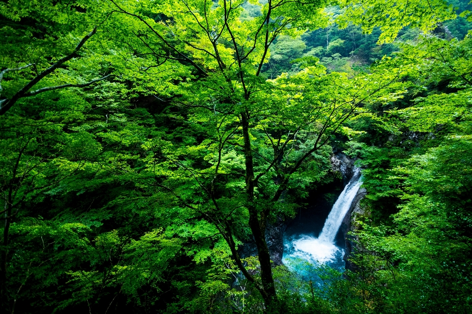 風景 木 水 自然