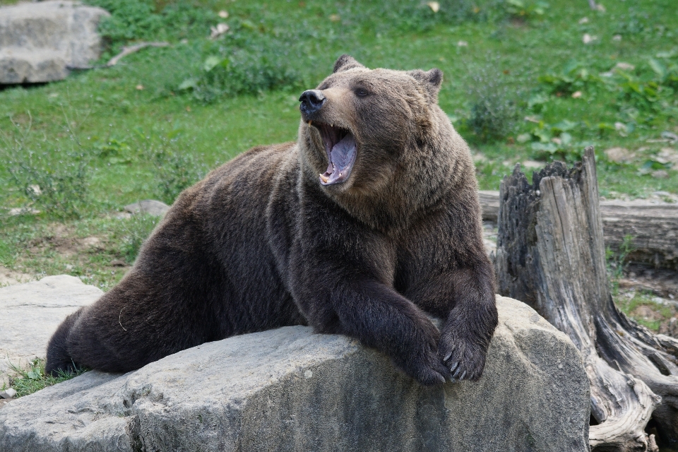 Ours faune zoo mammifère