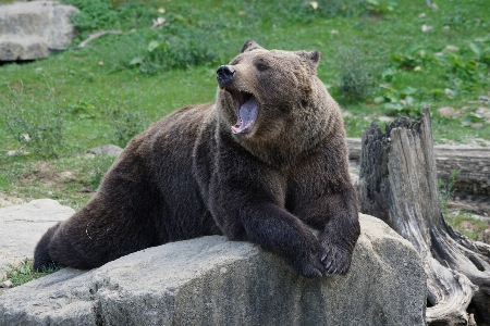 Bear wildlife zoo mammal Photo