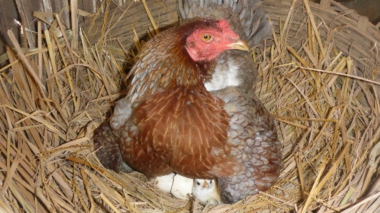 Bird animal beak chicken Photo