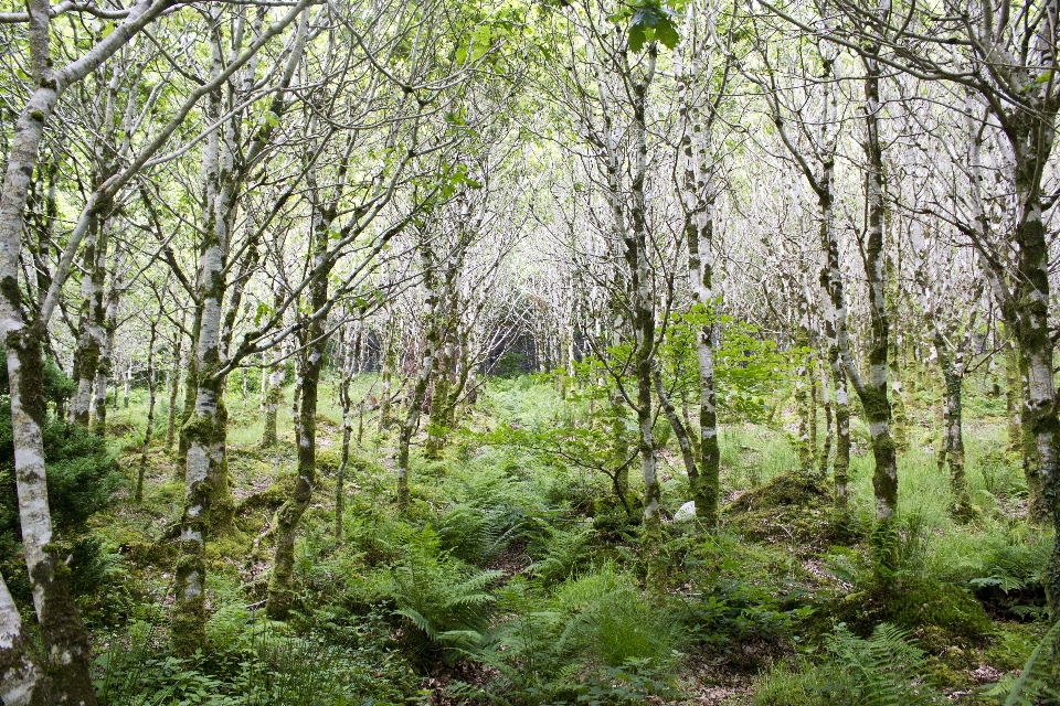 Baum natur wald wildnis
