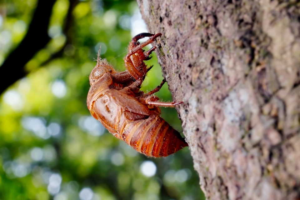 Natura fotografia liść kwiat