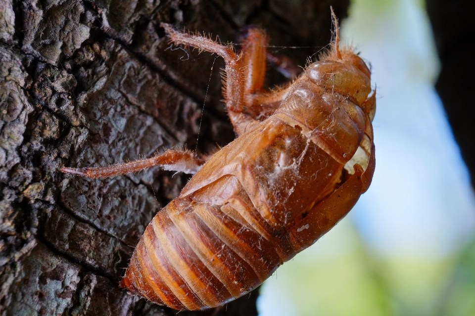 Natur fotografie tier sommer