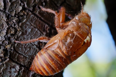 Nature photography animal summer Photo