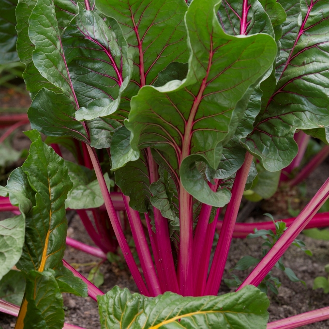 Planta flor maduro
 alimento