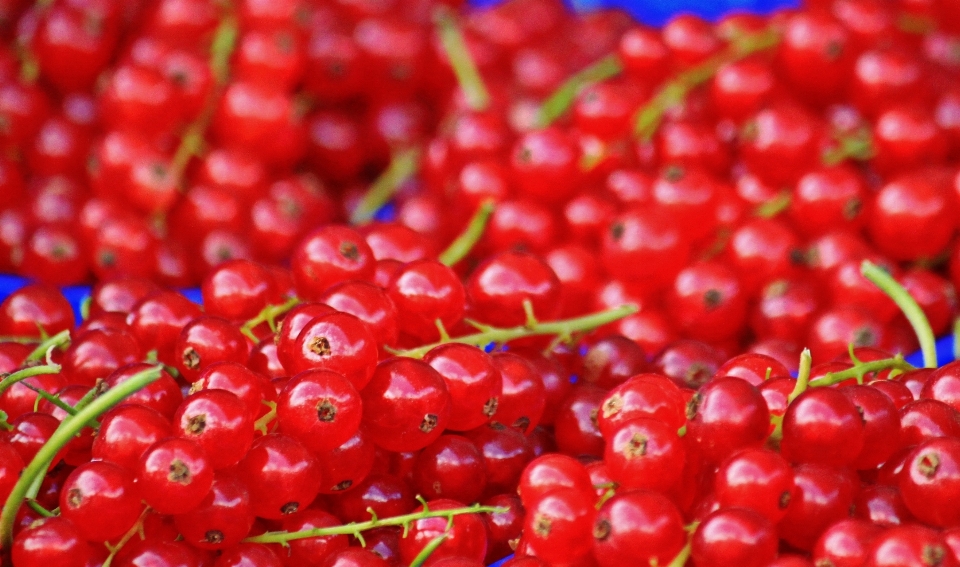 Plant fruit berry flower