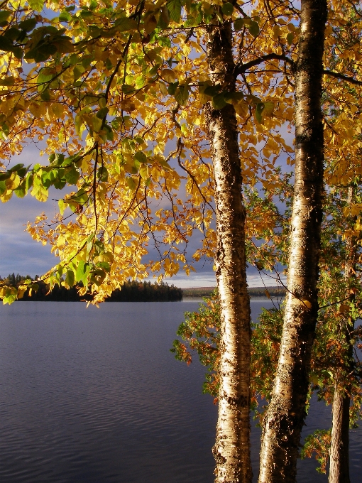 Tree water nature forest