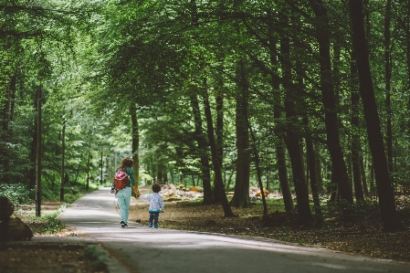 Zdjęcie Drzewo natura las ścieżka