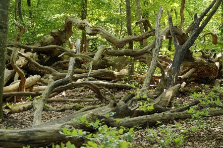 Landscape tree nature forest Photo