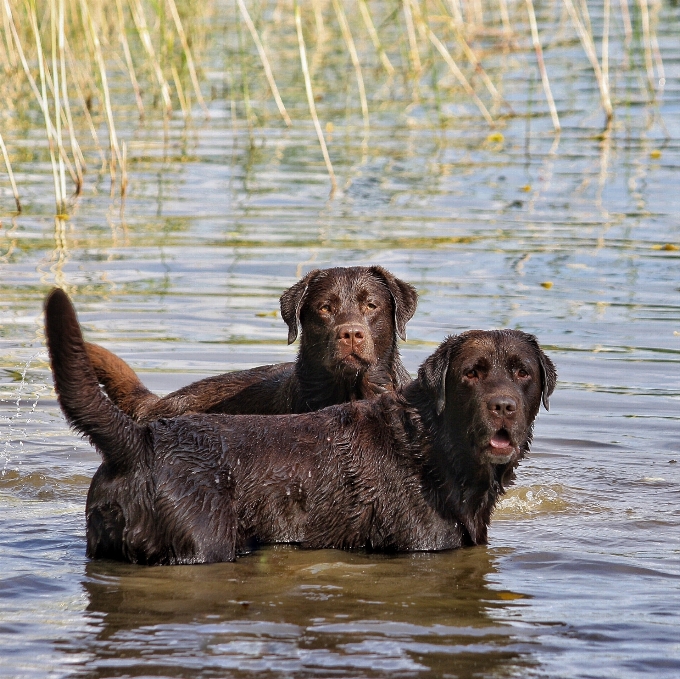 água cachorro verão mamífero