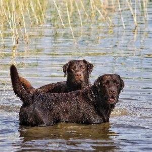 Foto Acqua cane estate mammifero