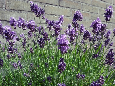 Plant meadow flower purple Photo