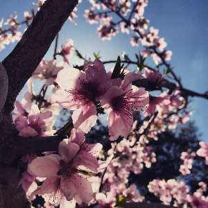 Tree nature branch blossom Photo