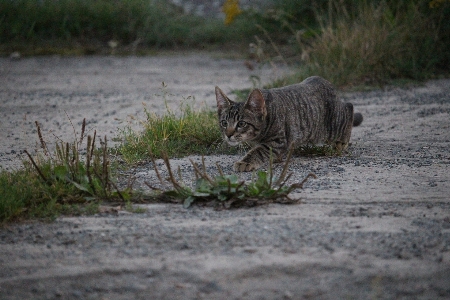 Photo Nature faune chaton chat