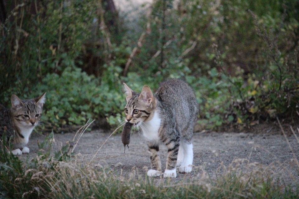 野生動物 子猫 猫 哺乳類