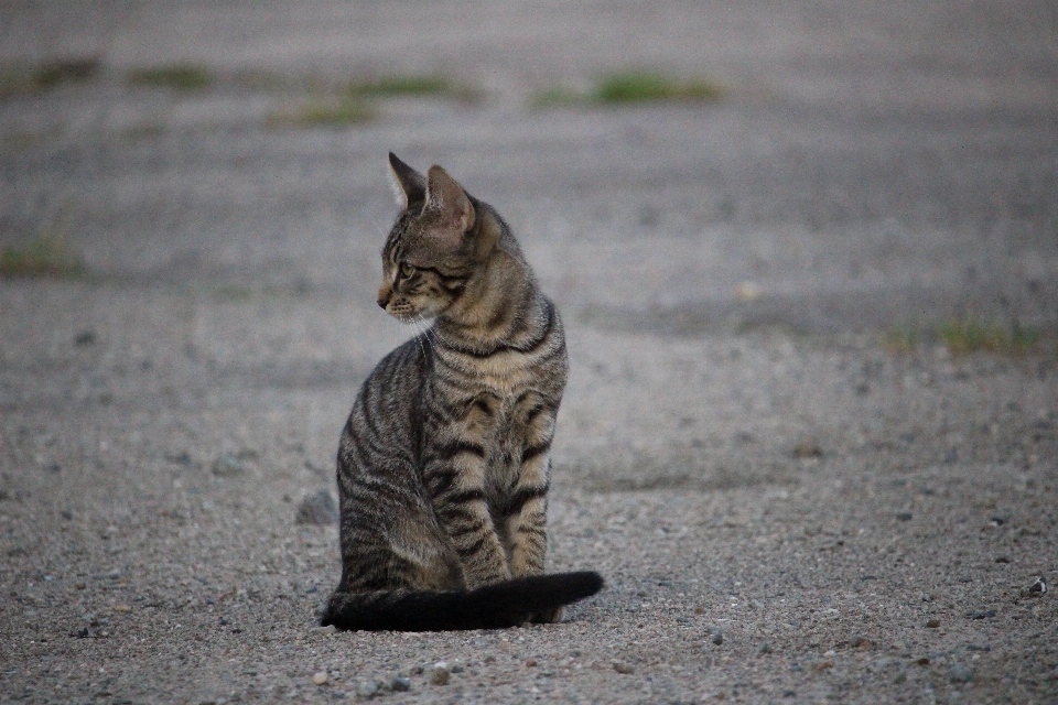 Gatito gato mamífero fauna