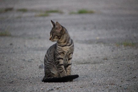 Foto Anak kucing mamalia fauna