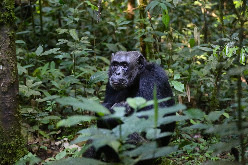 Floresta animais selvagens jardim zoológico selva