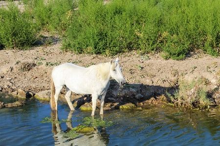 Water nature sand wilderness Photo