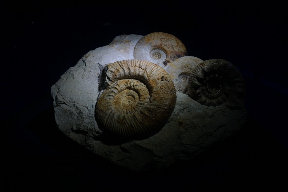 美術館 生物学 暗闇
 無脊椎動物