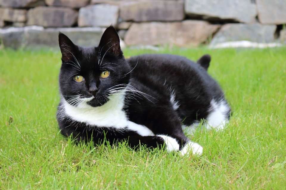 草 小猫 猫 哺乳动物