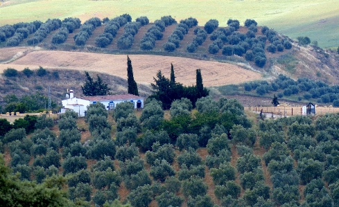 Landschaft baum wald berg Foto