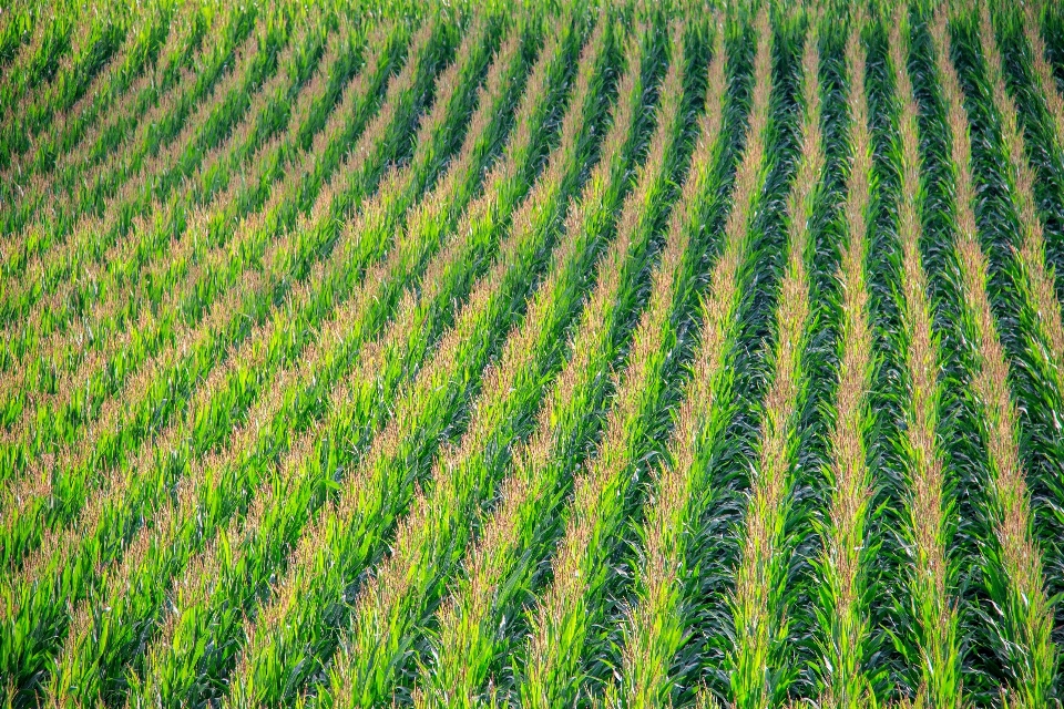 Paysage herbe usine champ