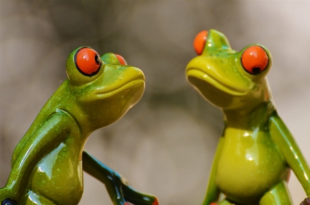 Animal cute green frog Photo