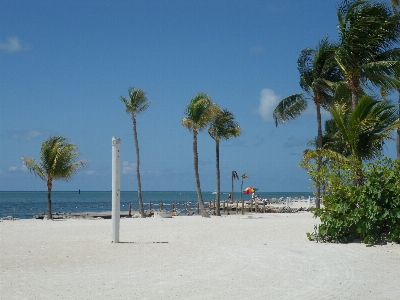 Beach sea coast tree Photo