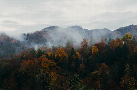 風景 木 自然 森 写真