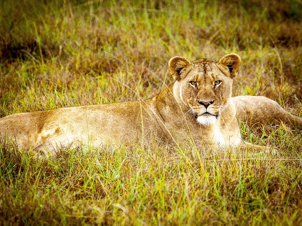 Natura trawa plama pole