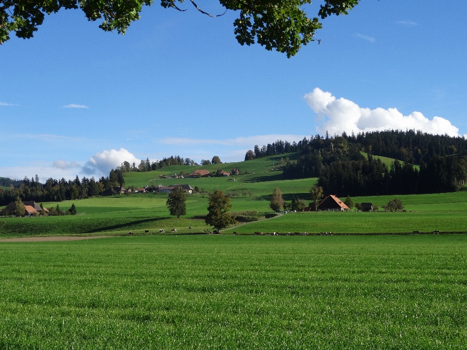 Paysage arbre herbe montagne