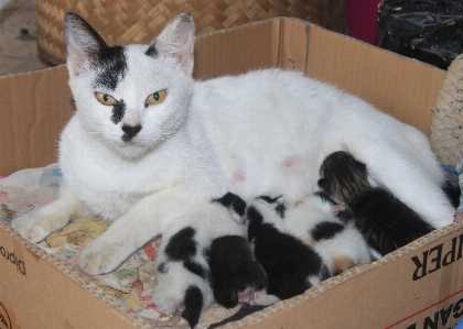 Foto Animale carino gattino gatto