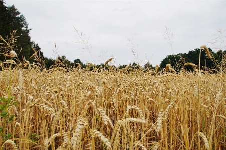 Plant field wheat grain Photo