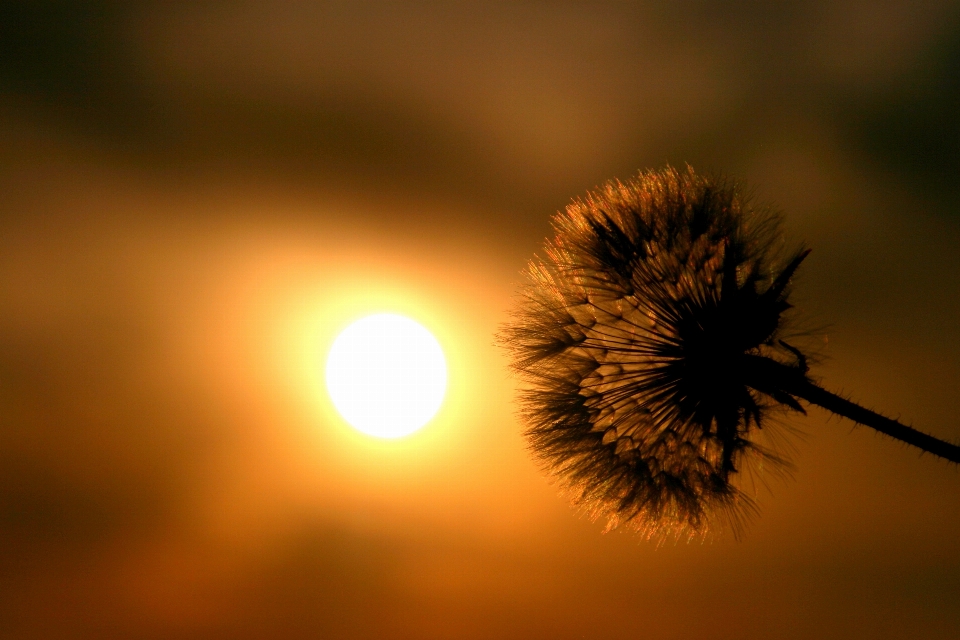 Nature branch silhouette light