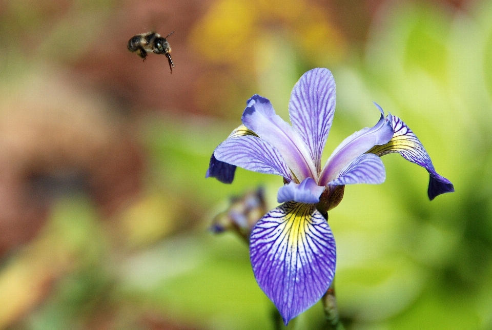 Naturaleza florecer planta flor