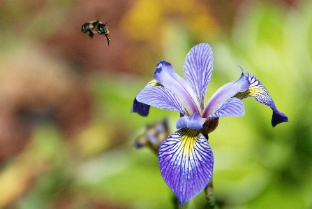 Nature blossom plant flower Photo